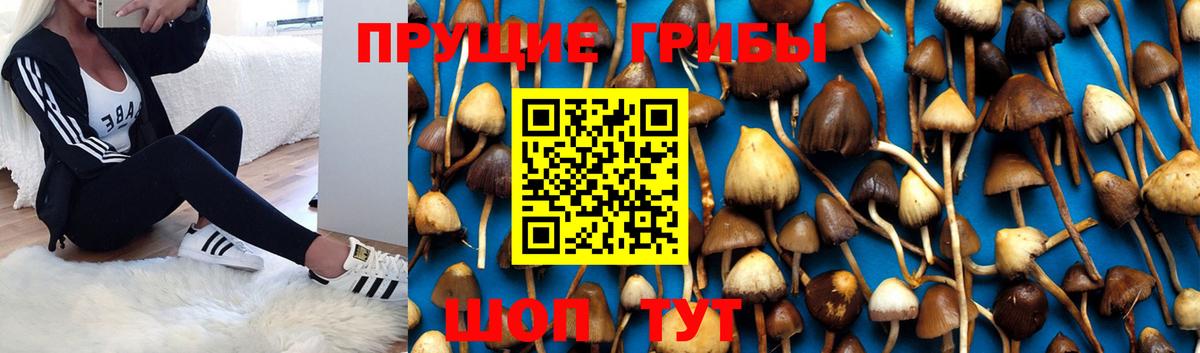 Галлюциногенные грибы Psilocybe  Вход с VPN  Печора 
